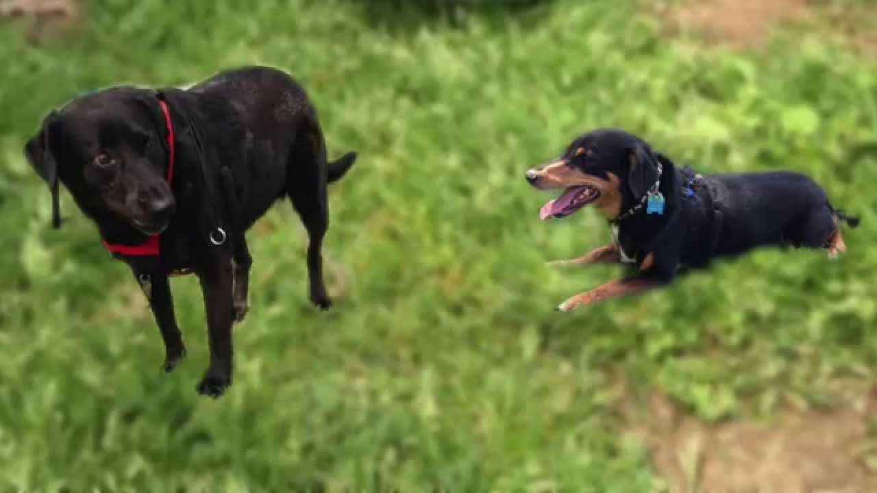 Shotzy, Abba & the Zanies Plush Dog Toy at Ruff Love Shop
