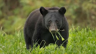 Bear Spotted in Yonkers