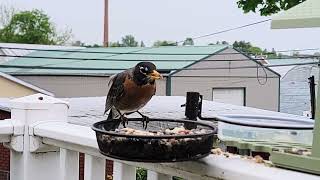 Robin At The Feeder
