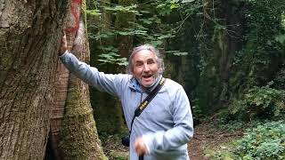 Bosque dos Grobos - Becerrea - 2 Parte