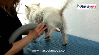 Sopladora Secadora para perros peluqueria canina
