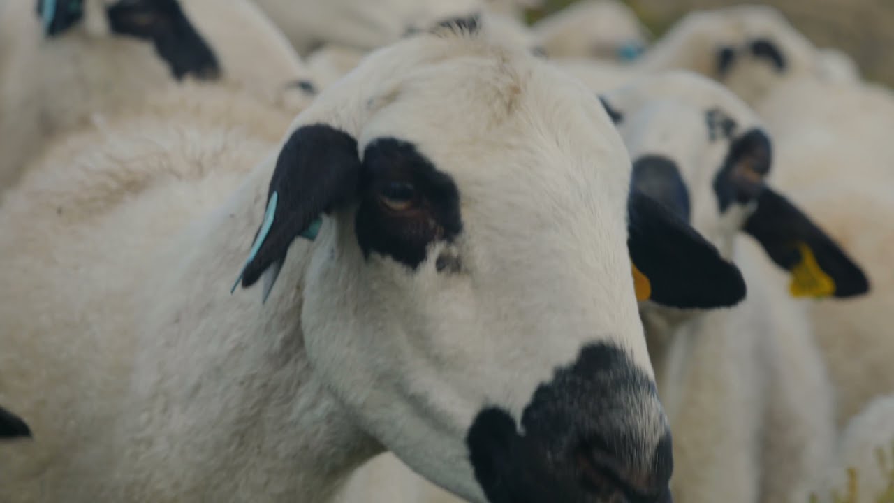Ovelha Churra Galega Bragançana Branca & Cão de Gado Transmontano