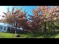 Garden York Cherry Blossoms New Botanical