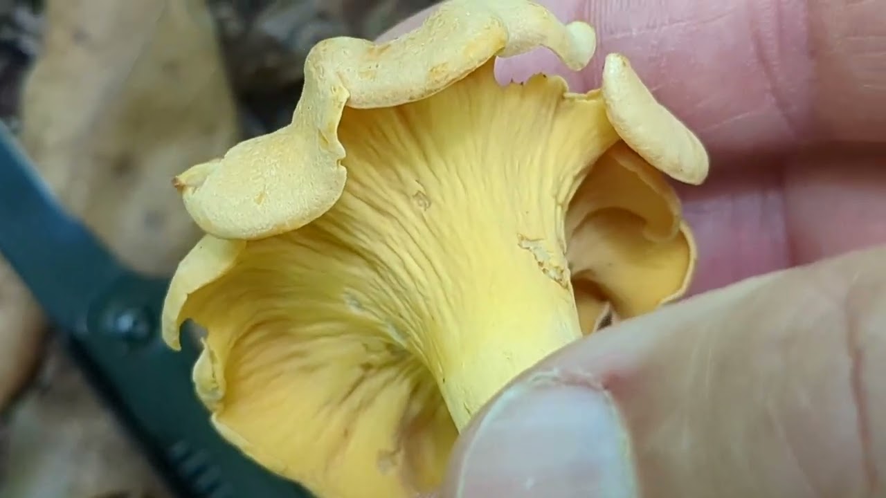 Spring chanterelles vs. summer chanterelles