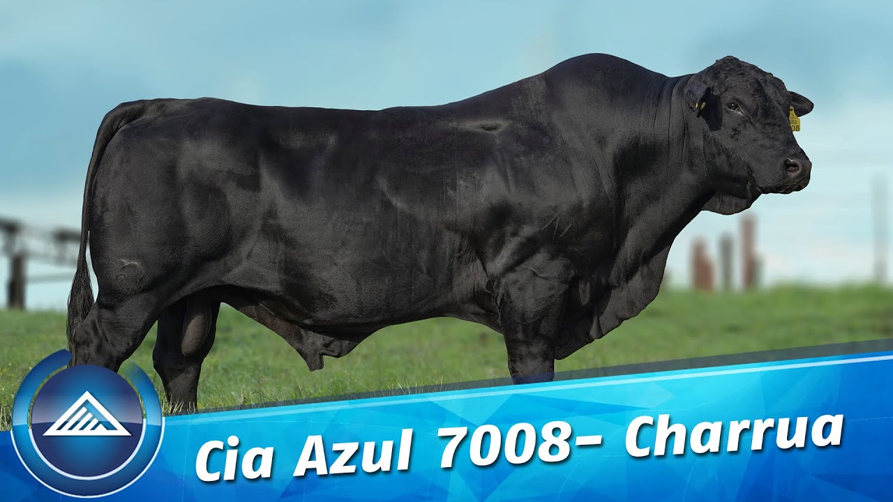 Cia Azul 7008- Charrua
