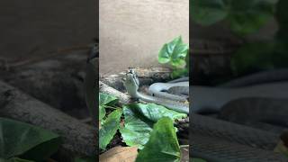 Black mamba!!!