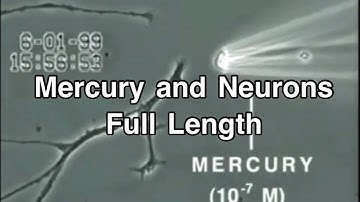 Mercury and Neurons Full Length