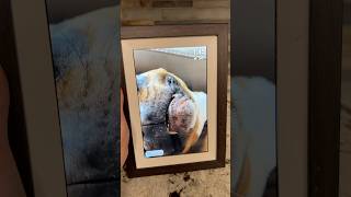The digital picture frame your boomer parents never knew they needed 👀