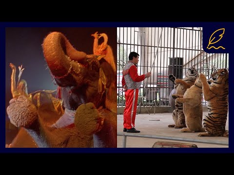 Video: Why Is A Circus With Animals A Backward And Primitive Entertainment - Alternative View