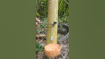 tapping tree sap tapping birch trees forbirch sap  tree tapping tapping a tree trees harvest