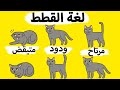 إفهم ما تريد ان تقوله لك قطتك عن طريق حركاتها... لغة القطط