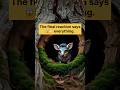 Tiny Magical Creatures Found Inside Tree 🌳✨ #wildlife #viral #reels #short #trendingvideo
