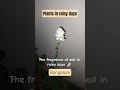 Rainy days ⛈️🌧️🌩️#subscribe #yt #rain #bangalore #rainyday #barish #day #plants #flowers #soil #pots