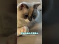 【被玩壞了】小貓咪卡bug了！一抬手就啟動「舔毛代碼」｜貓咪｜舔毛｜抬手｜BUG