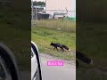 Black fox