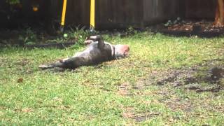 Miuras mud bath @mach1sailor