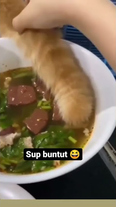 sop buntut, buntut kucing #dagelankucing