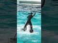 ランちゃんと嵐トレーナーさん、#shorts #水族館 #鴨川シーワールド #killer #癒し #orca #鴨川 #잉어
