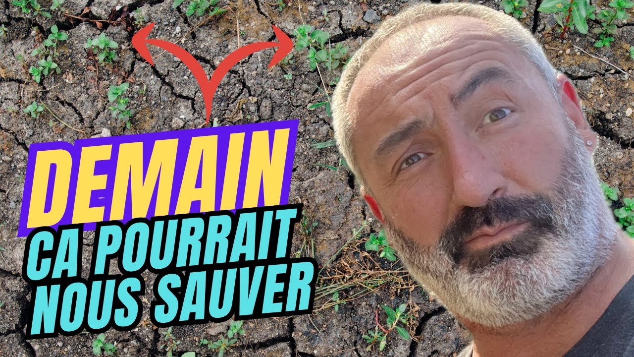 Mauvaises herbes, indésirables ou adventices du jardin pourraient un jour nous sauver !