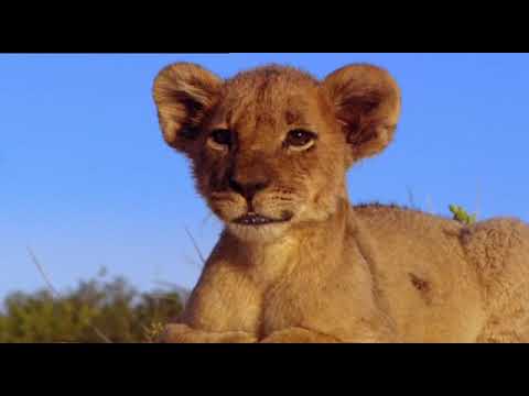 Vidéo: Le Roi Tête De Lion