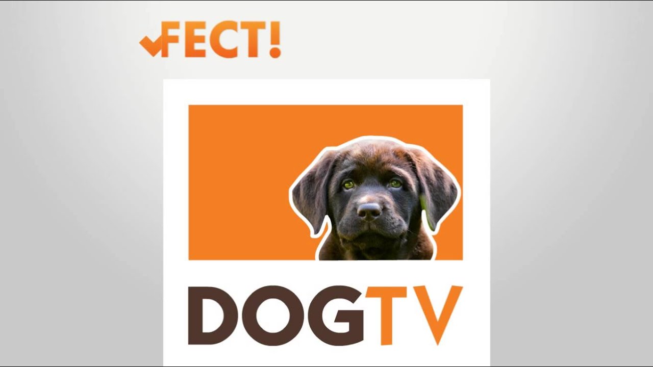 dog videos to show your dog Is your dog a STAR?