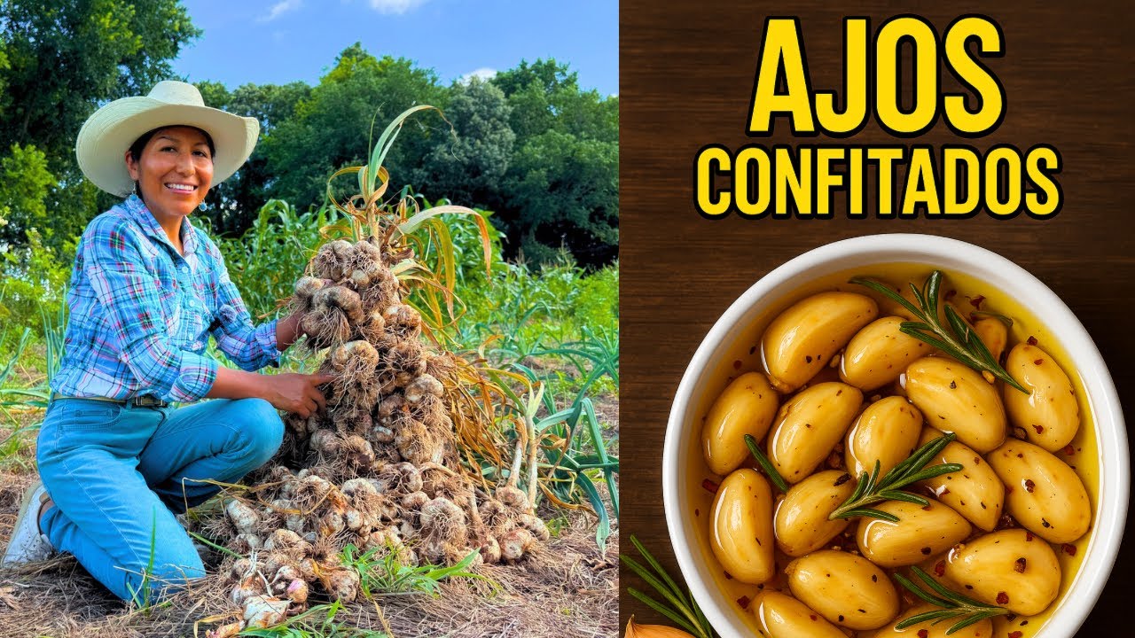 Cosecha ABUNDANTE de AJOS y RECETAS de Ajos 🧄