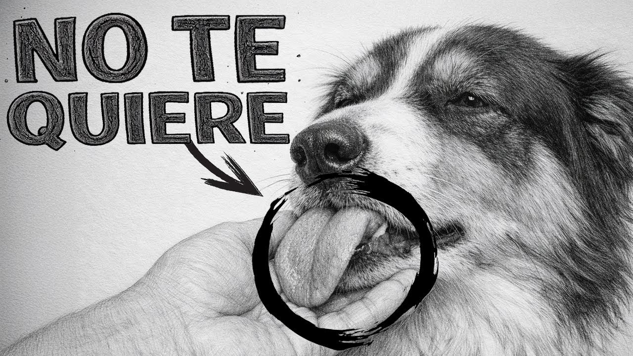 15 Señales de que tu perro TE ODIA (¡aunque creas lo contrario!)