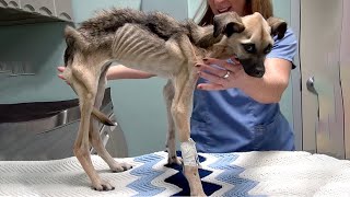 Looking at Starving Skinny Dog, Unable to Stand, You Will Be Embarrassed, Humiliated.. by The DoCa 1,011 views 1 month ago 5 minutes, 10 seconds