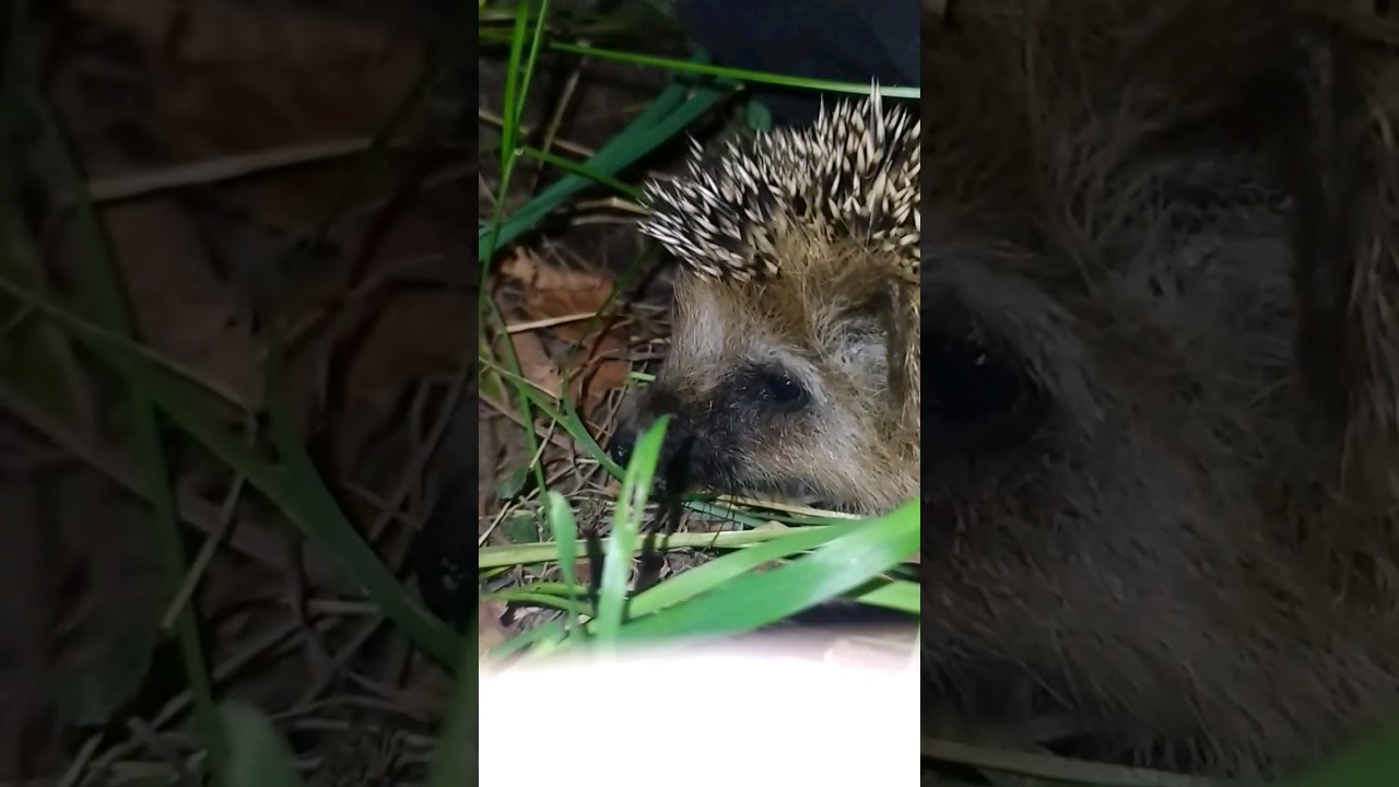 нашли ежика он такой милый #ёжик #sohrts #милый - YouTube