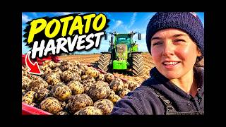 potato harvest