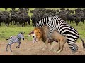 OMG! Mother Zebra Give Birth To Newborn But Hunted By Lion - Buffalo Rush To Take Down Lion To Save