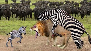 Omg! Mother Zebra Give Birth To Newborn But Hunted By Lion - Buffalo Rush To Take Down Lion To Save
