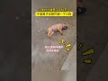 小狗對過路男子狗吠 男子決定去理論一番 然后就 狗狗 小狗對過路男子狗吠 男子決定去理論一番 然后就 狗狗