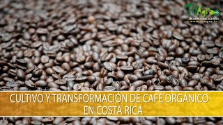 Organic Coffee Cultivation and Processing in Costa Rica - TvAgro by Juan Gonzalo Angel Restrepo