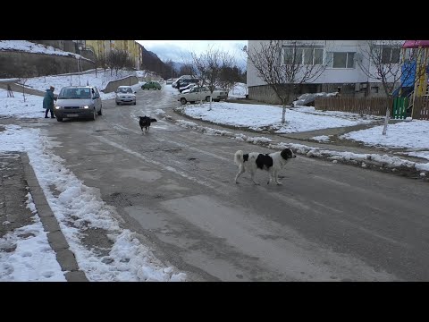 Видео: Камъни в бъбреците (Струвит) при кучета
