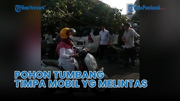 🔴 Pohon Tumbang Timpa Mobil yang Sedang Melintas di Pontianak Barat ❗