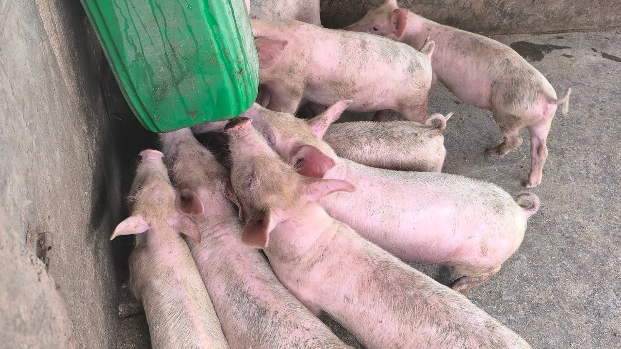 Avec 4 truies je vous présente les porcs 🐖 que j'ai eu en 2025