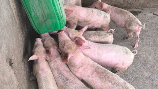 Avec 4 Truies Je Vous Présente Les Porcs Que Jai Eu En 2025