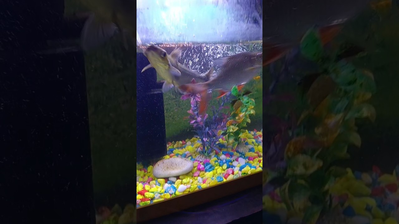 #fishtank #aquarium #funny #aquarium 🐠🐠🐠🐟🐟🐟🕋🕋🕋🕋