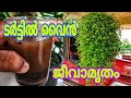 അഞ്ചാംദിവസം റിസൽട്ട് | പെട്ടെന്ന് വളരാൻ ഇലകൾ കണ്ണാടി പോലെ തിളങ്ങാൻ