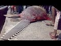 समुद्र से बाहर आयी अब तक कि सबसे जानलेवा और खूंखार मछली । 5 most dangerous fish in the world