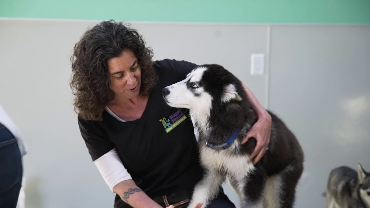 happy hounds doggy daycare