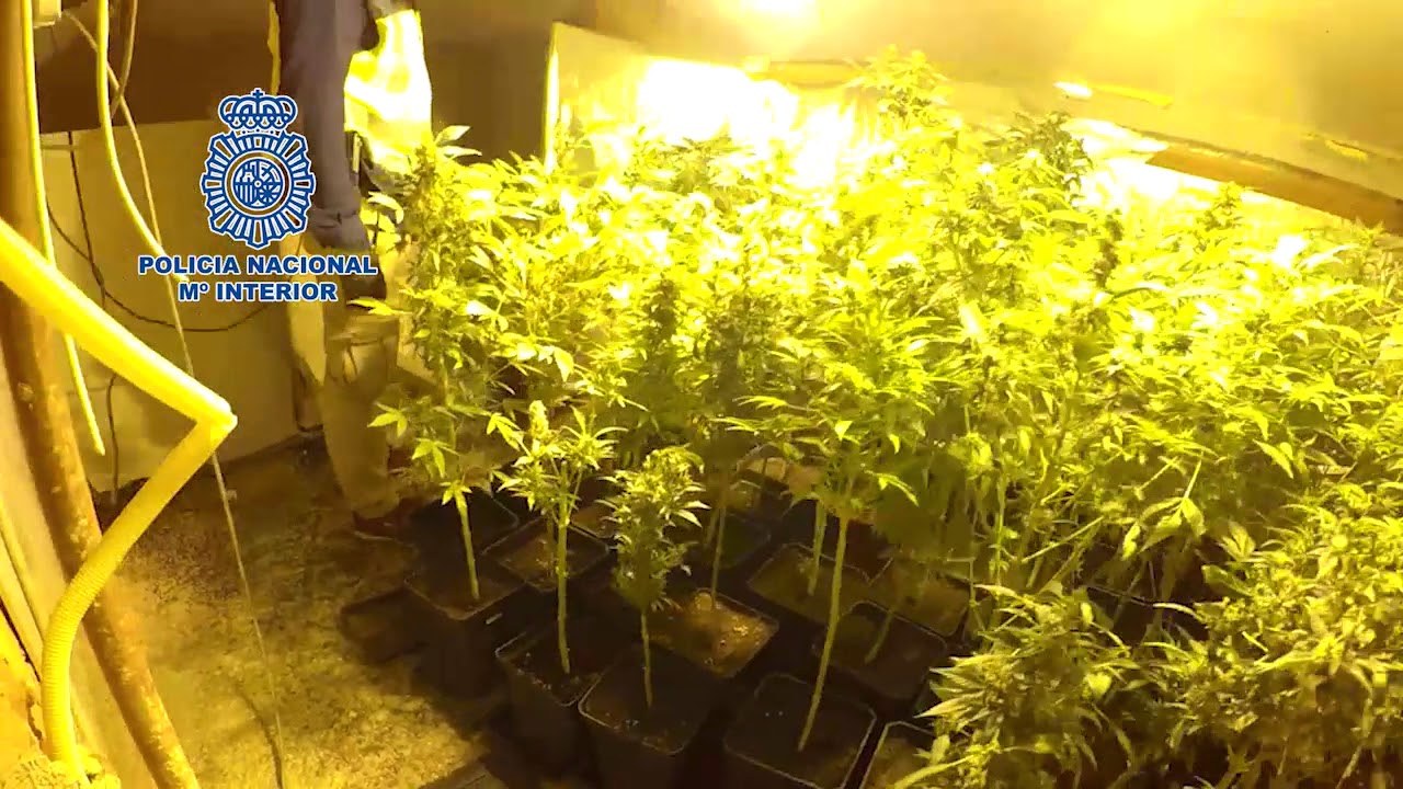 Dos detenidos en Lugo por cultivar en un alpendre marihuana que luego vendían
