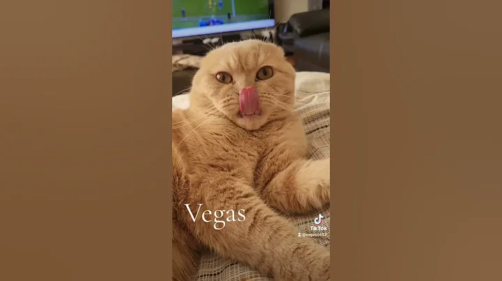 Watch the video about @VegasScottishFold6653#cute #cutecat#tiktok #cat #scottishfold #catlover #funny #twitter #amazing#