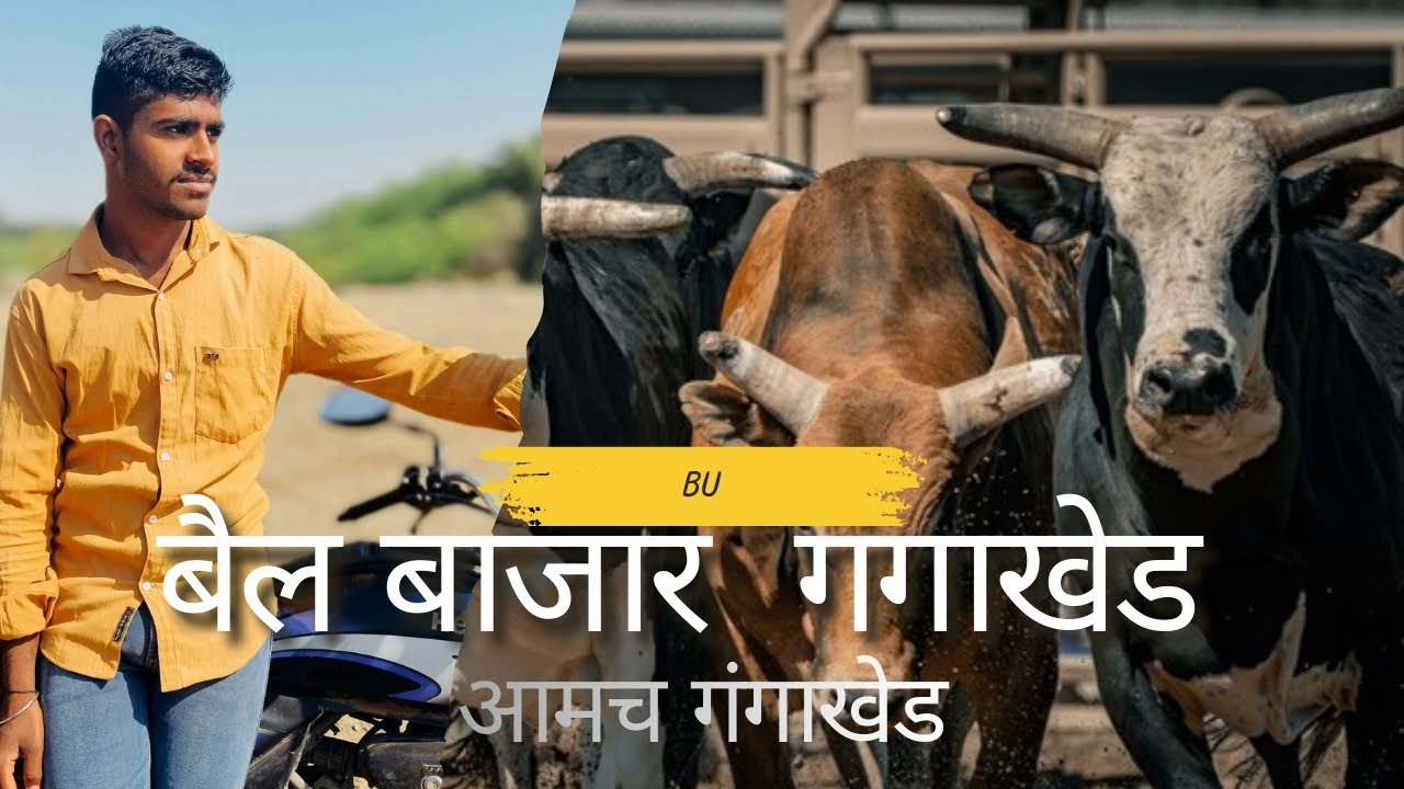 गंगाखेड बैल बाजारात बैलांची किंमत 😱| शनिवार बाजर गंगाखेड 😍| #viralvideo 