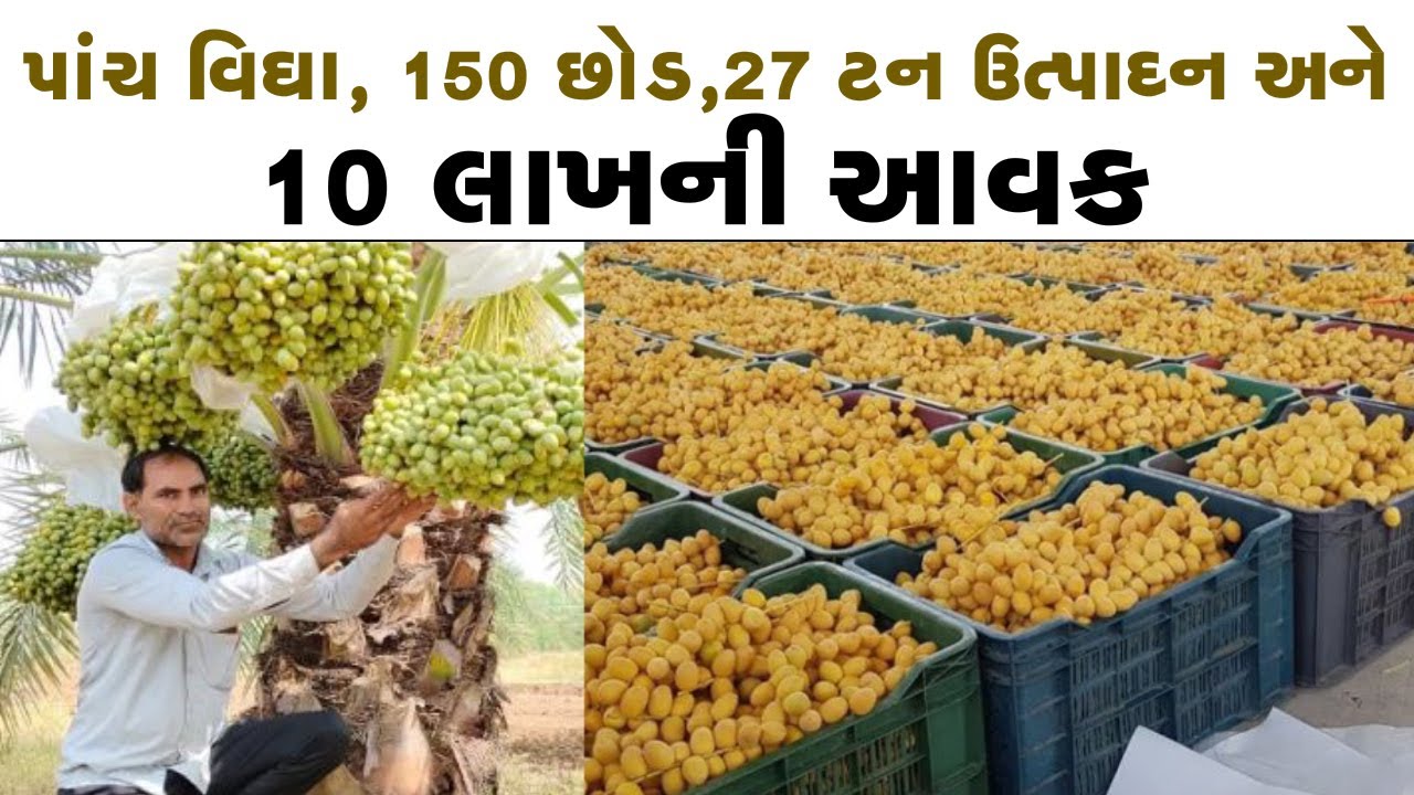 ખારાપાટની મીઠી ખેતી ll 2 લાખનો ખર્ચ ll દર વર્ષે 27 ટન ઉત્પાદન અને વર્ષે 10  લાખની રોકડી આવક ll