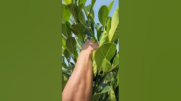 Cách Cắt Tỉa Cành và Cắt Đọt Cho Vườn Mít Indo Ruột Đỏ 8 Tháng Tuổi