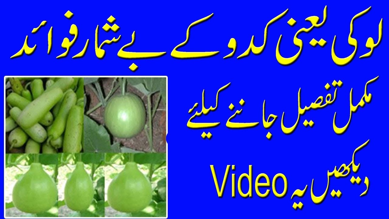 Amazing Health Benefits of Bottle Gourd Doodhi Benefit of Lauki