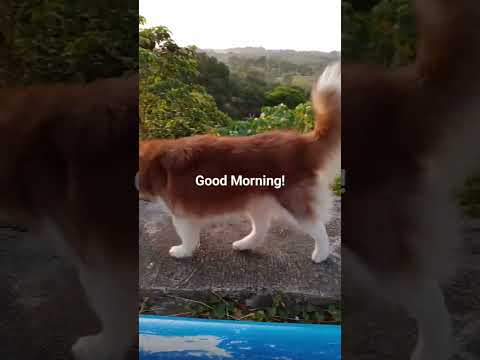 Good Morning