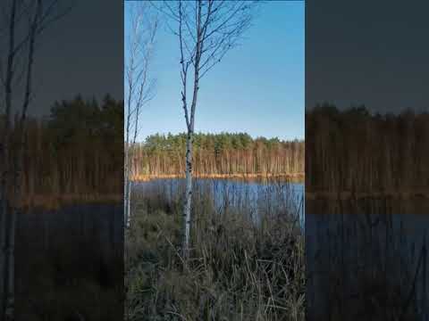 ПРОБЛЕМЫ ВЫБОРА